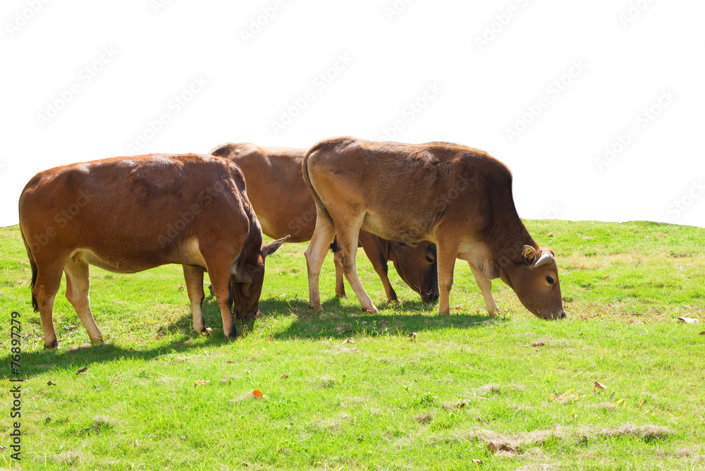 Obraz premium cows eating grass