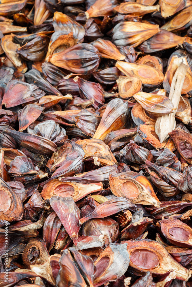 nypa palm fruit in Thailand