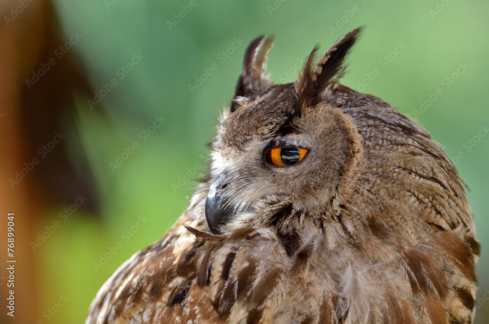 Fototapeta premium owl portrait