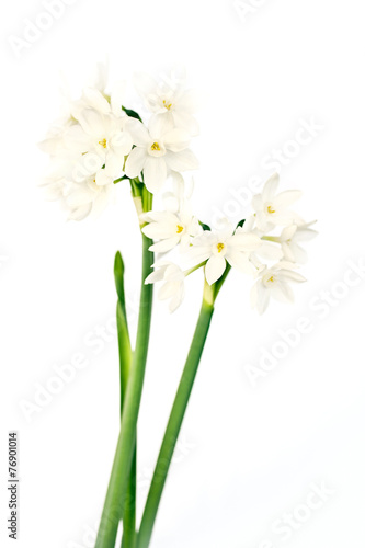 Fototapeta Naklejka Na Ścianę i Meble -  White wild narcissus on white
