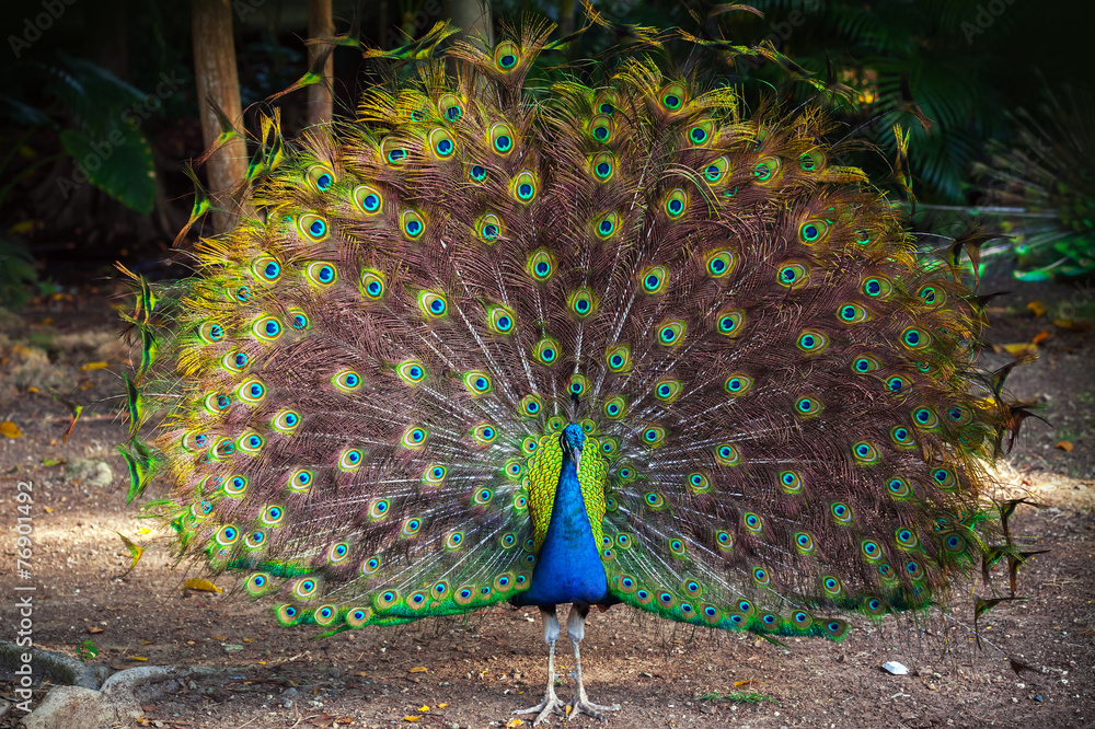 Naklejka premium Wild Peacock idzie do ciemnego lasu z Feathers Out