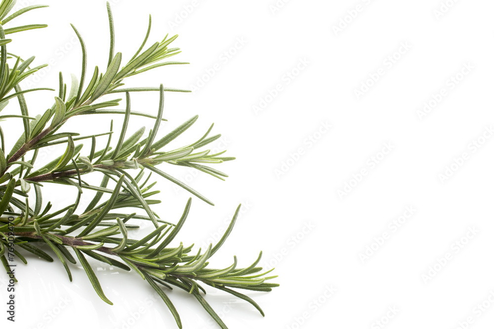 Obraz premium Rosemary.