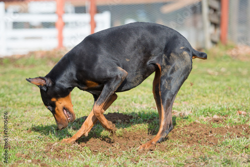 Fototapeta Naklejka Na Ścianę i Meble -  穴を掘るドーベルマン