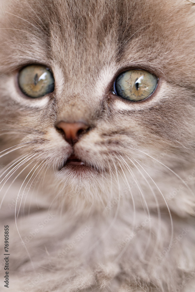 Beautiful grey kitten