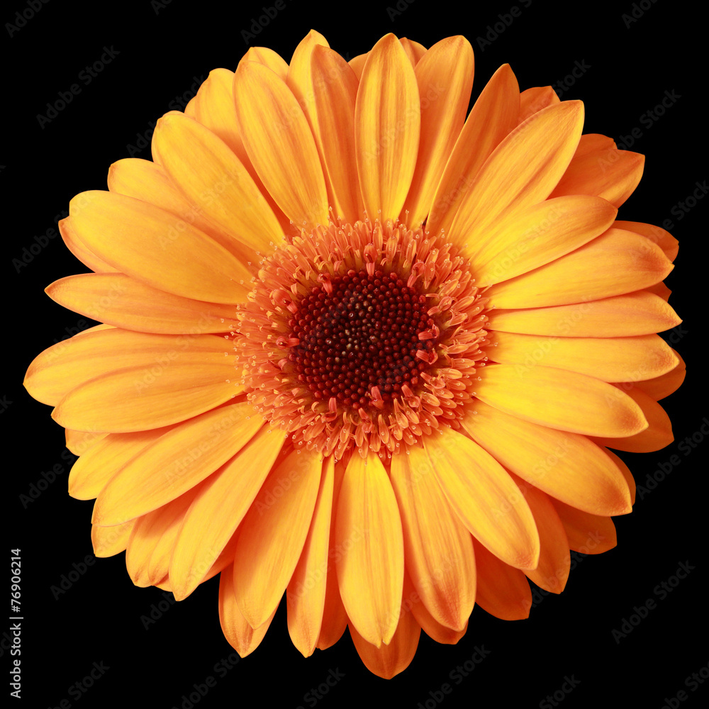 Yellow gerbera flower isolated on  black