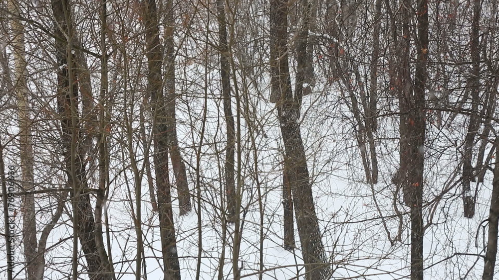 Small snowfall in the winter wood in cloudy day Small snowfall in the winter wood in cloudy day