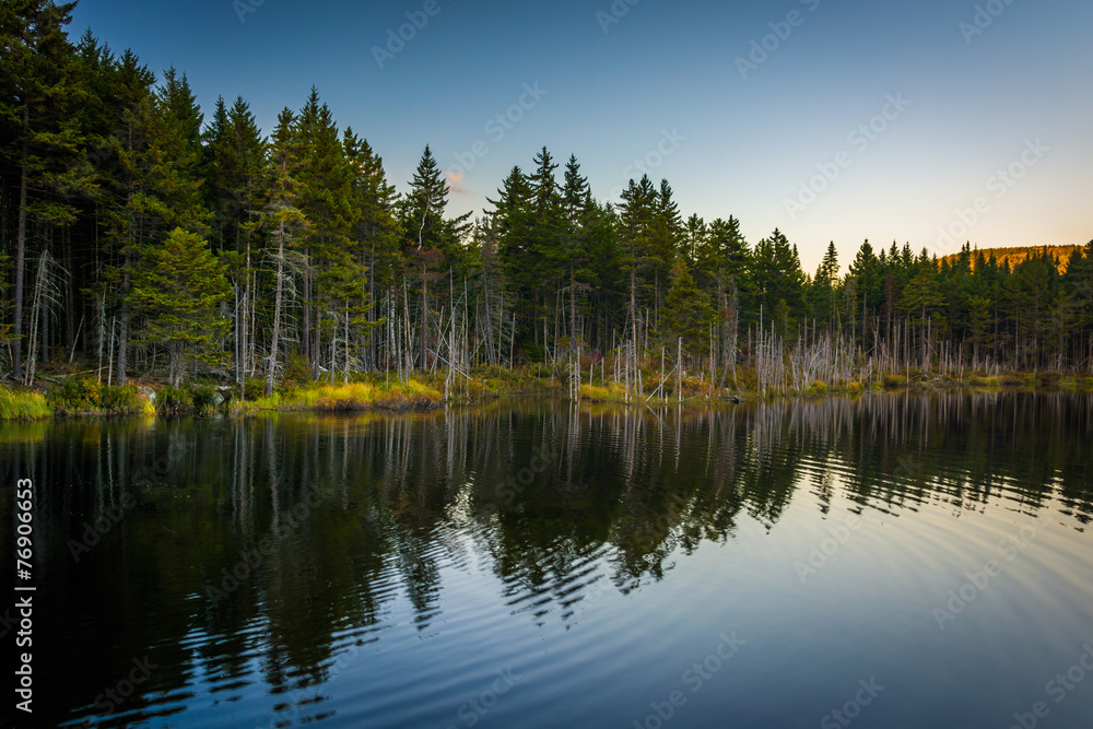 Pine trees reflecting in a pond in White Mountain National Fores