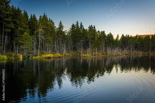 Pine trees reflecting in a pond in White Mountain National Fores