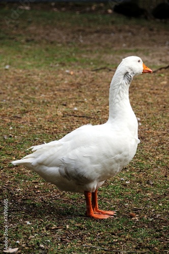 Hausgans - Graugans in der Wildnis - Australia