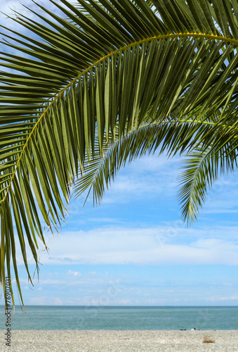 Palm branch closeup on sea summer beach
