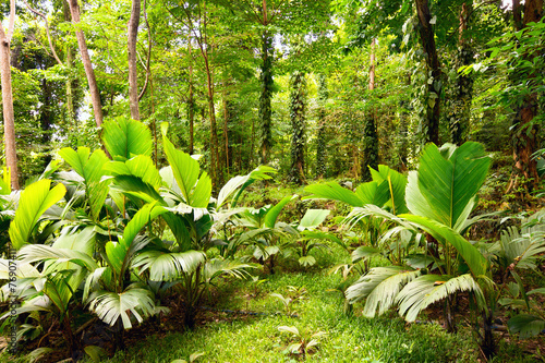 Tropical rain forest in Mahe Island, Seychelles