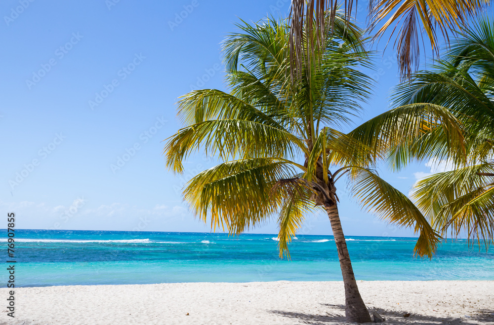 Palmen am Strand von Isla Saona.