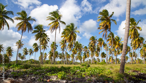 Palmen am Strand von Isla Saona. photo