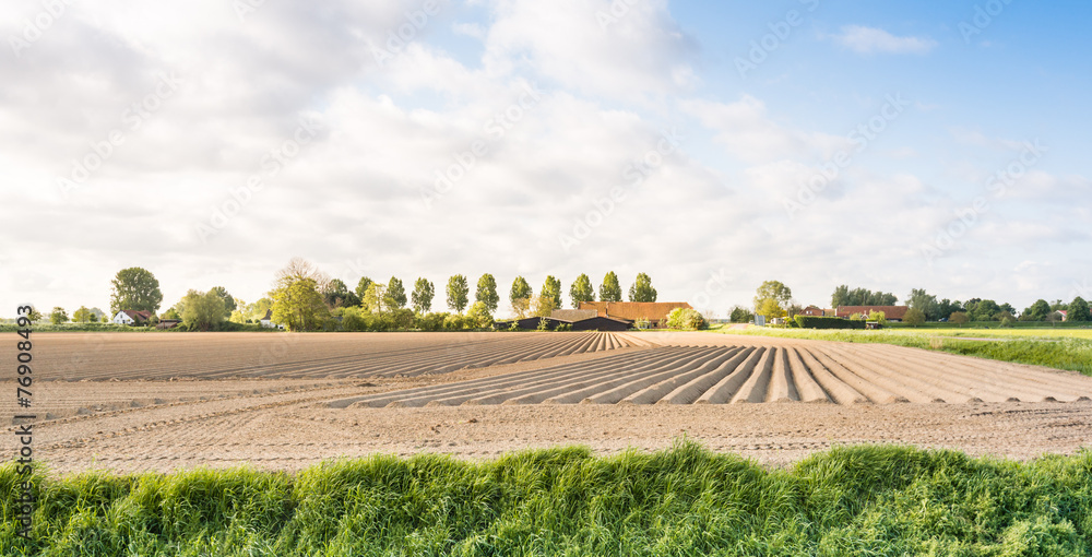 Fototapeta premium Field just after planting of the potatoes