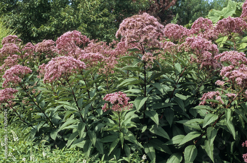 Eupatorium fistulosum, Eupatoire photo