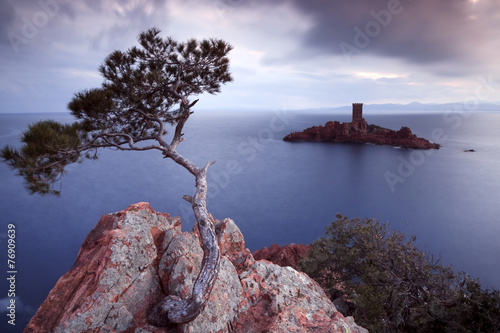 Pine tree and castle island photo
