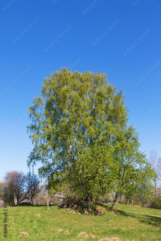 Fototapeta premium Birch tree