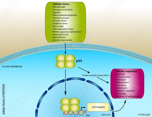 Function of p53 oncogene