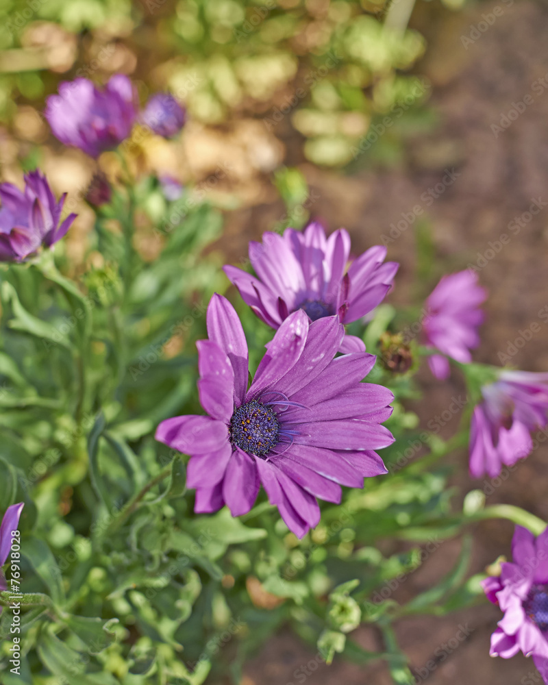 Obraz premium violet colored margarita flower closeup in the garden