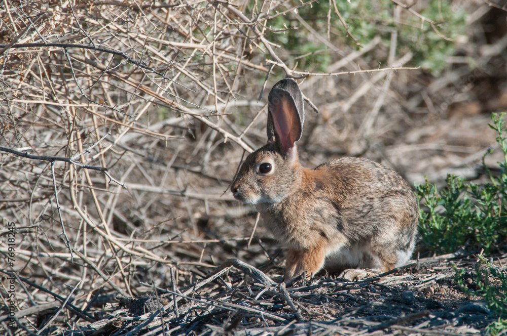 Fototapeta premium Desert Cottontail