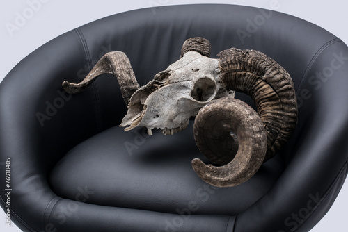 Ram skull in an armchair