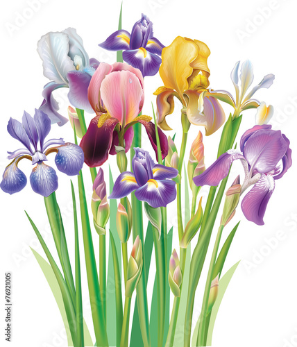 Fototapeta Naklejka Na Ścianę i Meble -  Bouquet of Iris flower