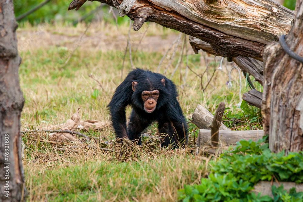 Obraz premium Chimp youngster in nature