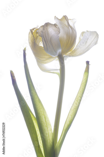 Fototapeta Naklejka Na Ścianę i Meble -  verblühte tulpe