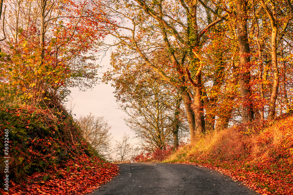 Obraz premium Road in autumn landscape