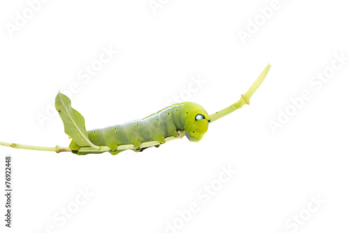 Worm eating leaves  isolated on white background photo