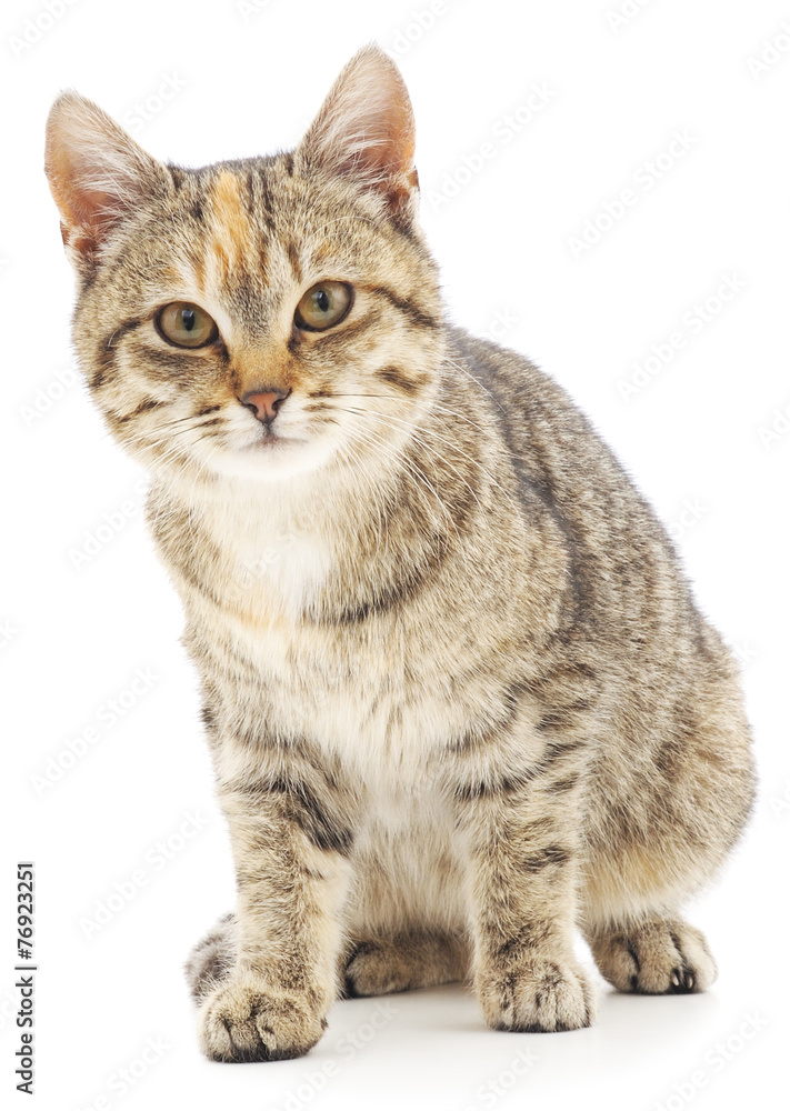 Kitten on a white background Kitten on a white background