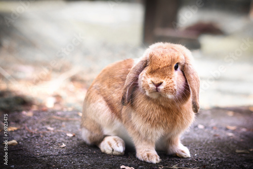 Cute Baby Bunny rabbit