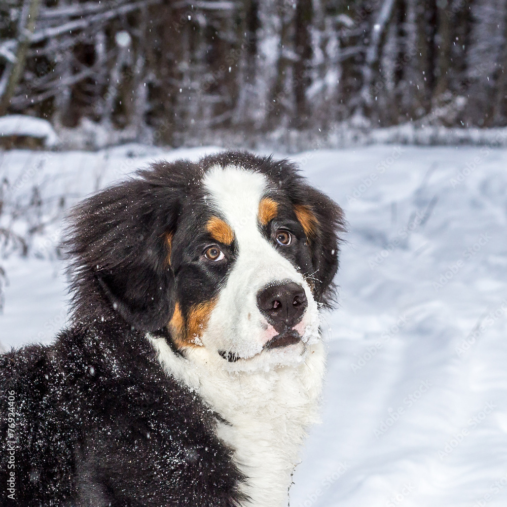 Mountain dog portrait