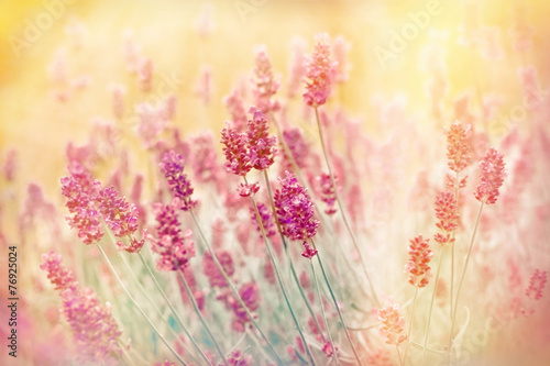 Fototapeta Naklejka Na Ścianę i Meble -  Soft focus on lavender with color filters