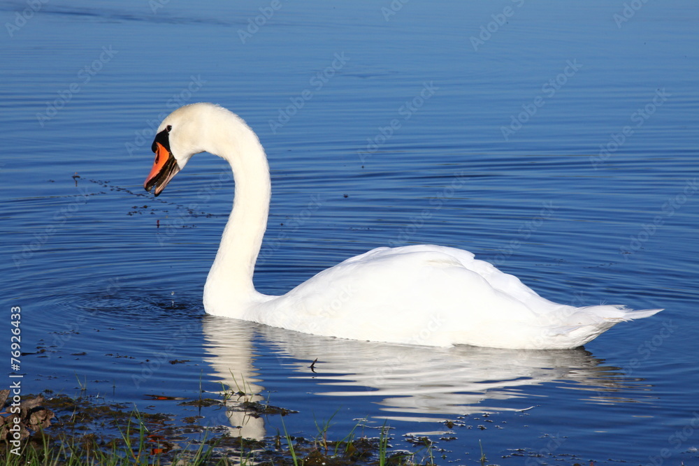 Schwan im Fluss Schwan im Fluss