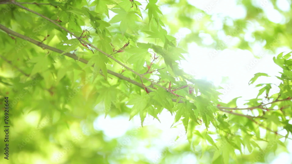 Japanese green Maple tree Koch Sanso garden Kyoto sun flare Japanese green Maple tree Koch Sanso garden Kyoto sun flare