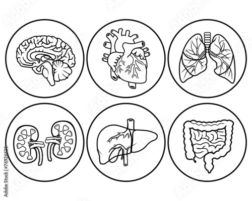 anatomy organs icon
