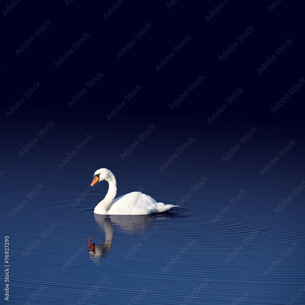 Naklejka premium Schwan nachts im Wasser