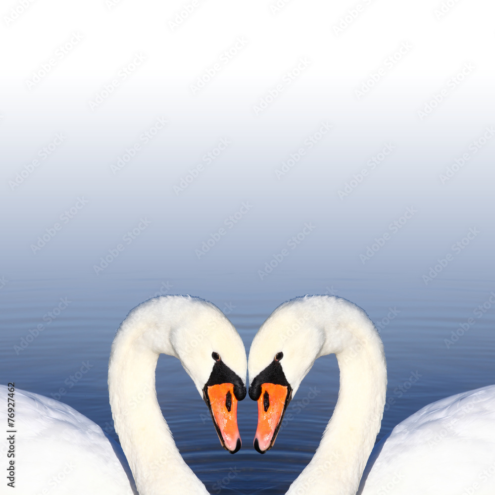 Obraz premium Schwäne im Sommer