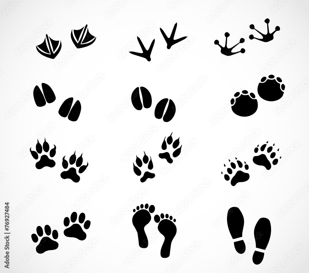 Fototapeta premium Animal and human footprint set vector