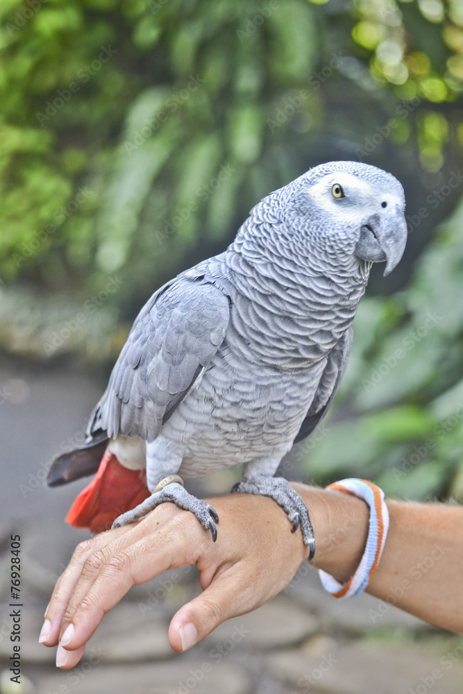 Obraz premium pappagallo