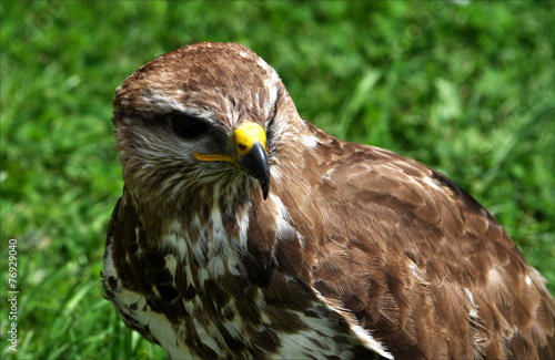 bird - falcon
