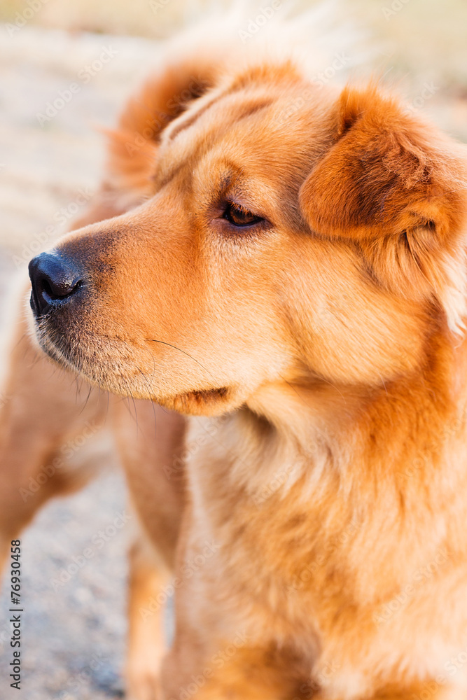 Red dog portrait Red dog portrait