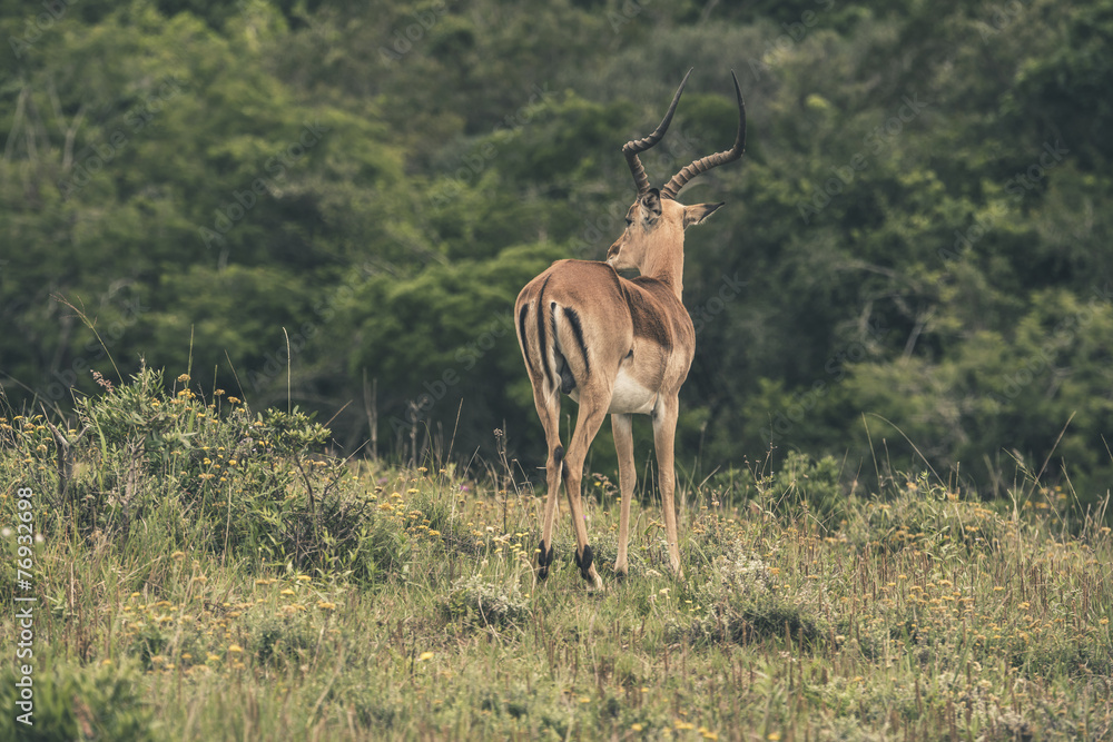 Impala standing in field of grass. Game reserve. Mpongo. South A Impala standing in field of grass. Game reserve. Mpongo. South A
