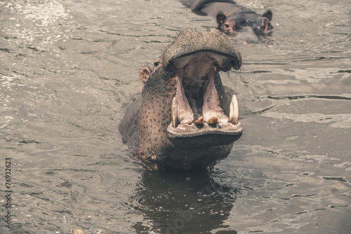 Hippo with open mouth in water. Mpongo game reserve. South Afric photo