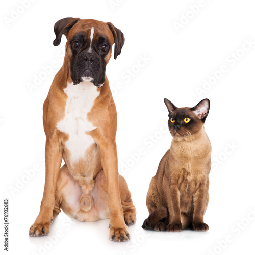 Fototapeta Naklejka Na Ścianę i Meble -  red cat and dog