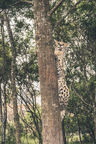 Serval cat climbing in tree catching food. Tenikwa wildlife sanc