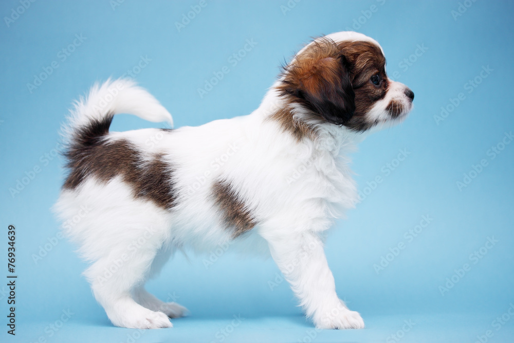 Puppy standing in profile