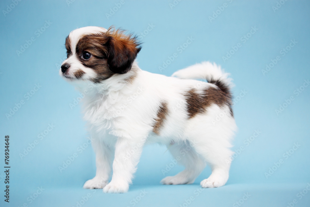 Fototapeta premium Puppy on a blue background