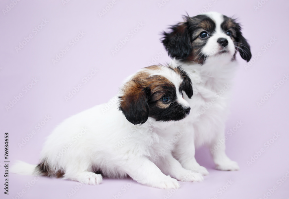 two Puppy Papillon two Puppy Papillon